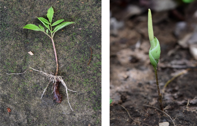 “บุกน้อย” พืชในวงศ์บอน (Araceae) ชนิดใหม่ของโลก