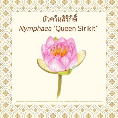 Queen_Sirikit_EP2_03 Queen_Sirikit_EP2_03
