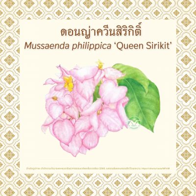 Queen_Sirikit_EP2_05 Queen_Sirikit_EP2_05